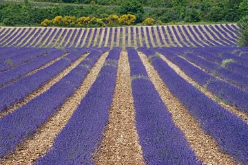 Gewelltes Lavendelfeld in der französischen Provence. von Gert van Santen