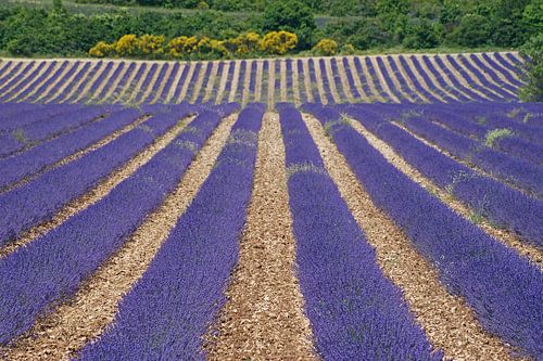 Gewelltes Lavendelfeld in der französischen Provence. von Gert van Santen