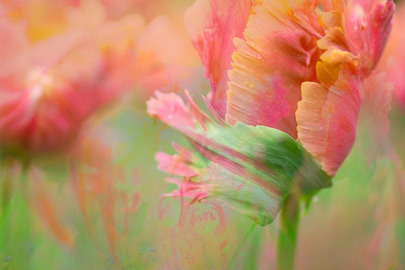 Tulip art from nature by Andy Luberti