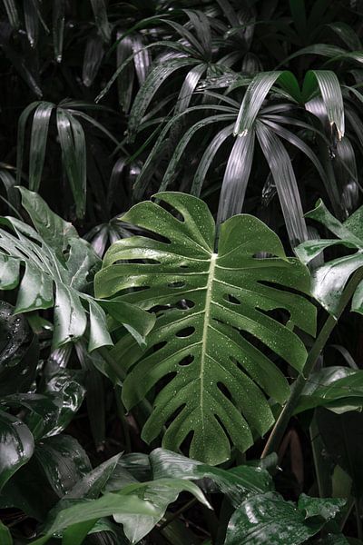 Monstera by Hello Pompoyo