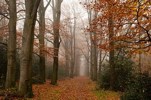 Herfst en mist op de Veluwe een echt sprookje van Esther Wagensveld