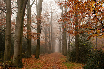 Herbst und Nebel auf der Veluwe - ein wahres Märchen