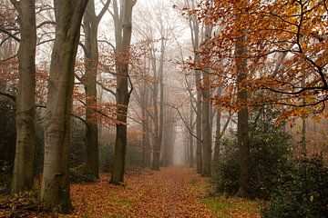 Herfst en mist op de Veluwe een echt sprookje van Esther Wagensveld