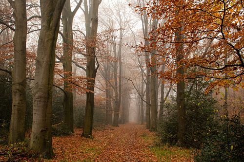 Automne et brouillard sur la Veluwe - un vrai conte de fées