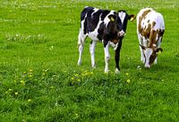 Dutch landscape with cows