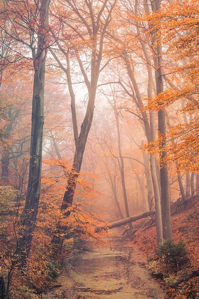 Niederländische Herbstlandschaft von Original Mostert Photography