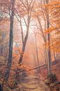 Niederländische Herbstlandschaft von Original Mostert Photography Miniaturansicht