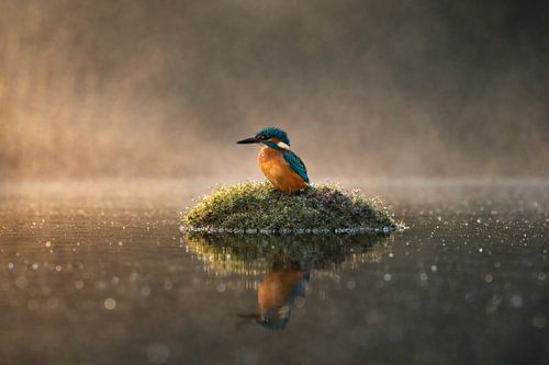 ijsvogel in de vroege ochtens bij zonsopkomst