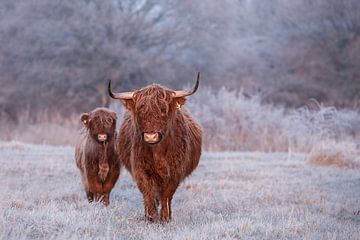 Schotse Hooglander van PeetMagneet