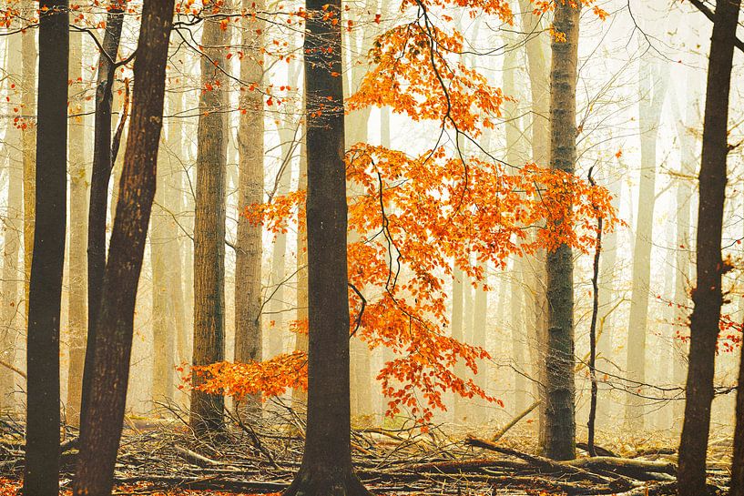 The Orange Forest Rider by Lars van de Goor
