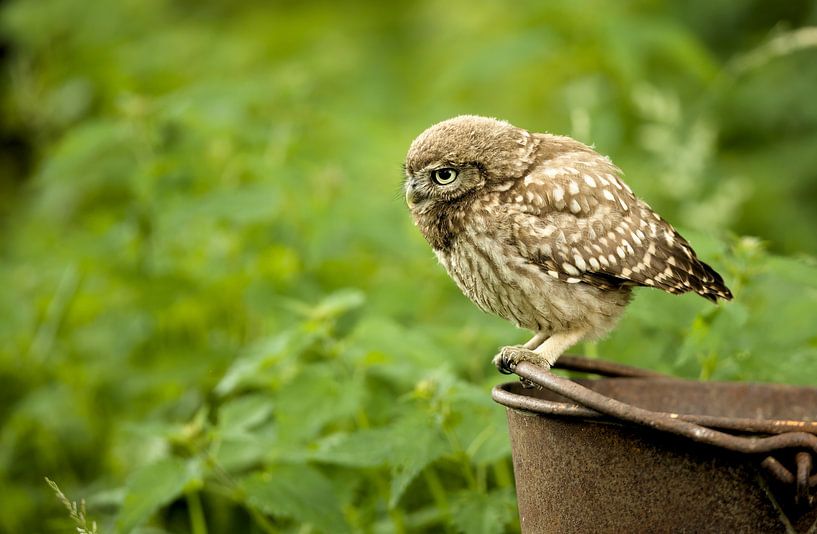 Little Owl by Ronald Kromkamp