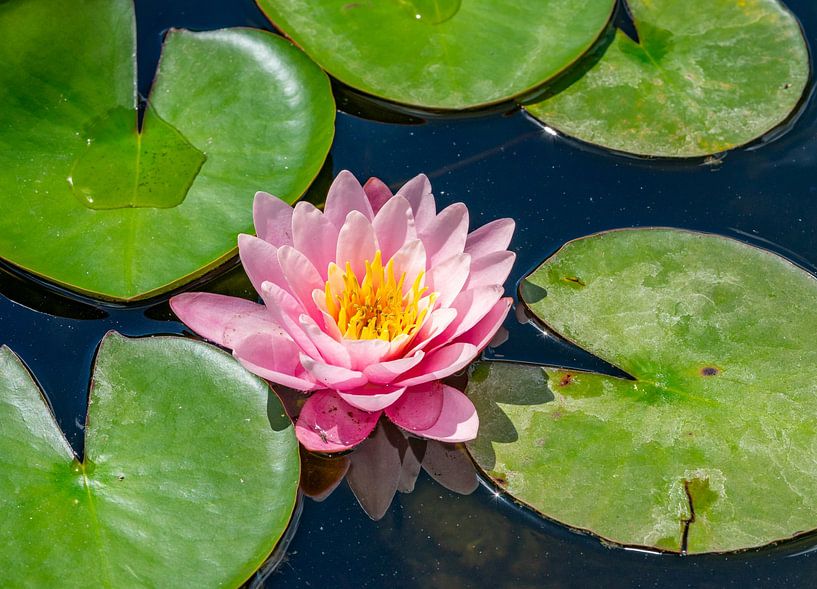 Nénuphar en fleur sur un étang par Animaflora PicsStock