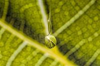 Grape Leaf in a drop