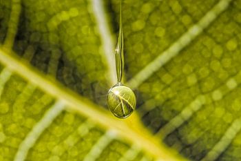 Grape Leaf in a drop