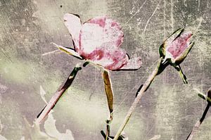 Rosen