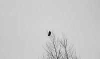 Lonely bird