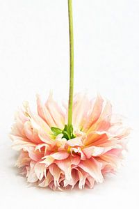 Fleur dahlia à l'envers