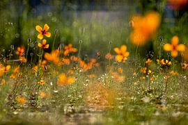 De rode gloed van Ronnie Reul