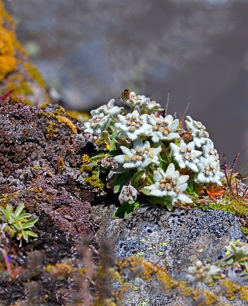 A bouquet of edelweiss by Christa Kramer