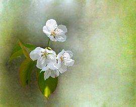 Weiße Blumenblüten auf einem Stück mit grünen Blättern und verschwommenem Hintergrund