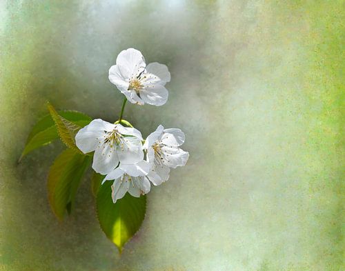 Weiße Blumenblüten auf einem Stück mit grünen Blättern und verschwommenem Hintergrund von ChrisWillemsen