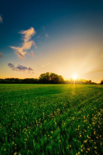 De zon gaat onder achter een koolzaadveld