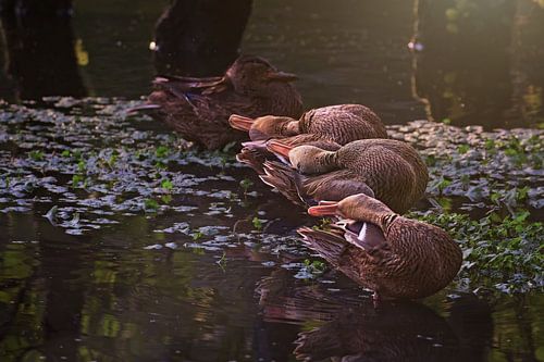 Three wild ducks in the morning sun