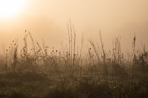 Gräser im Nebel