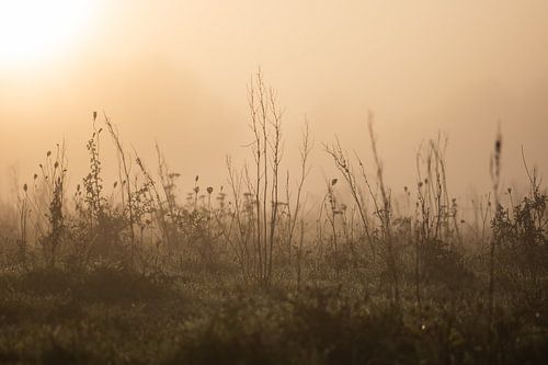 grasses in the fog