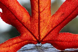 Magazine d'automne sur Willian Goedhart