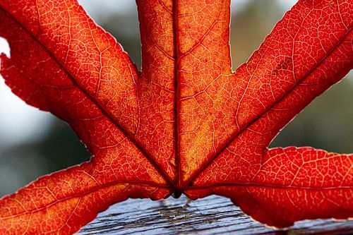 Herbstzeitschrift