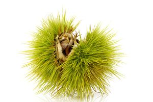 Fruit de la châtaigne
