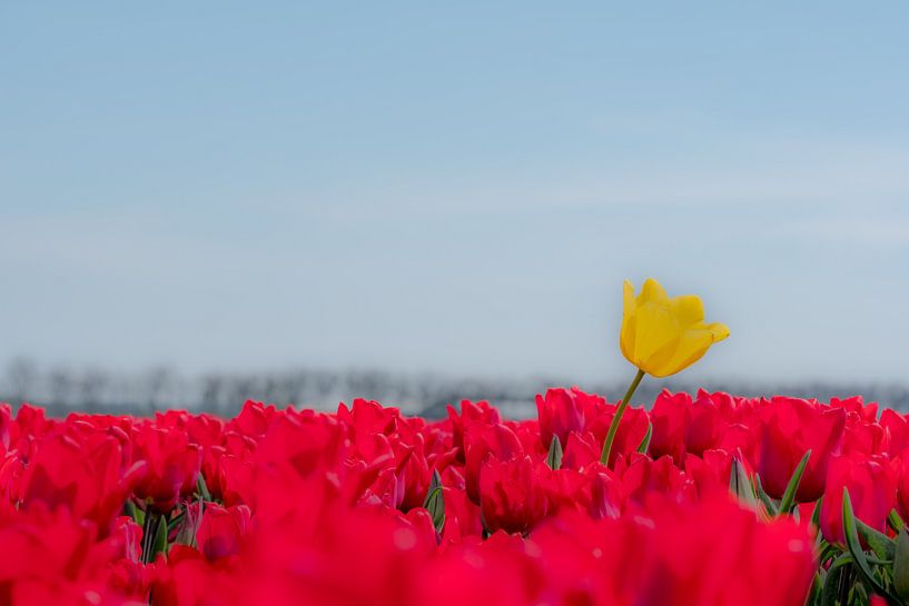 Gele tulp boven rood tulpenveld by Moetwil en van Dijk - Fotografie