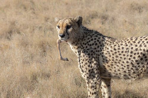 Guépard dans le Serengeti
