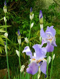 Iris bleus