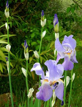 Blauwe Irissen van Dorothy Berry-Lound