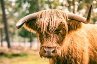 Schotse Highlander portret met grappige horens van Sjoerd van der Wal Fotografie thumbnail