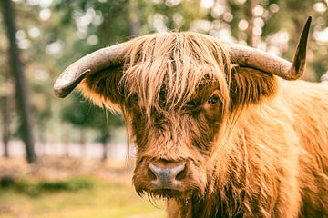 Porträt eines schottischen Hochlandrindes mit lustigen Hörnern von Sjoerd van der Wal Fotografie