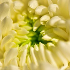 La beauté d'une fleur sur Suzan (Suus) Buskes