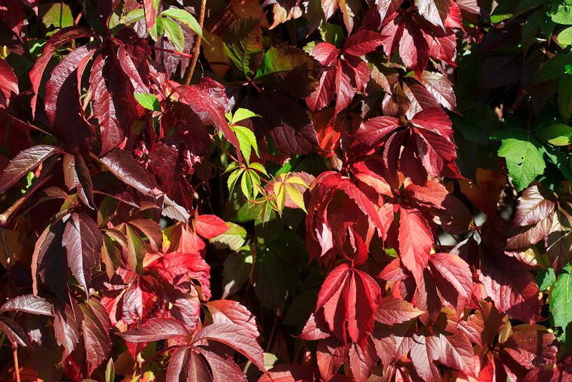 Wild wine shines by Thomas Jäger