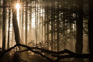 Speulderbos in herfstkleuren van Moetwil en van Dijk - Fotografie