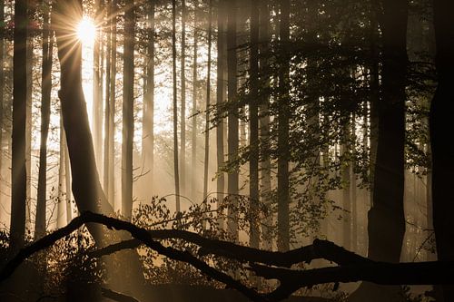 Speulderbos in herfstkleuren