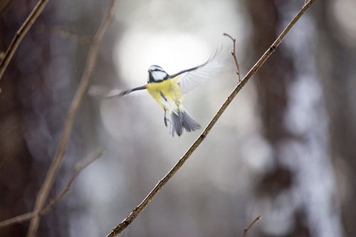Blue tit bird