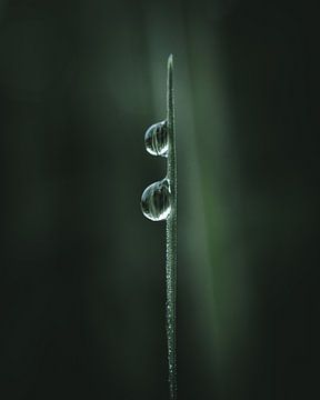 Twee dauwdruppels op een grassprietje van Jan Eltink