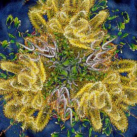 Pussy Willow by Frans Blok - photos, art and other wall decoration