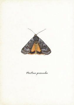 House mother (moth) by Jasper de Ruiter