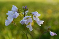 Cuckoo flower, Mayflower