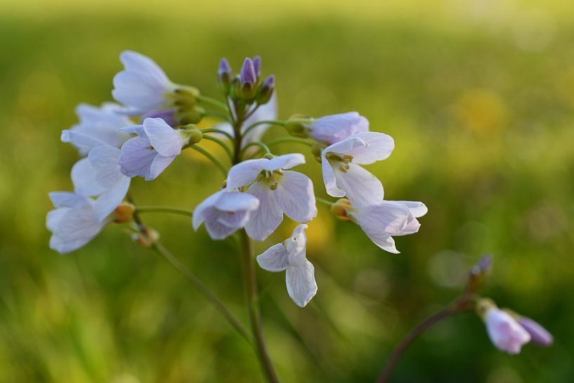 Cuckoo flower, Mayflower by Sabine Claus