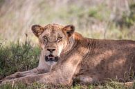 Leeuw, leeuwin toont haar tanden, safari in Afrika, Kenia van Fotos by Jan Wehnert thumbnail