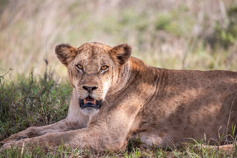 Leeuw, leeuwin toont haar tanden, safari in Afrika, Kenia van Fotos by Jan Wehnert